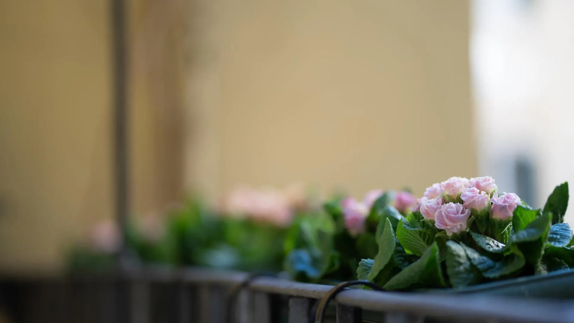 Pgrhome Croce Roma